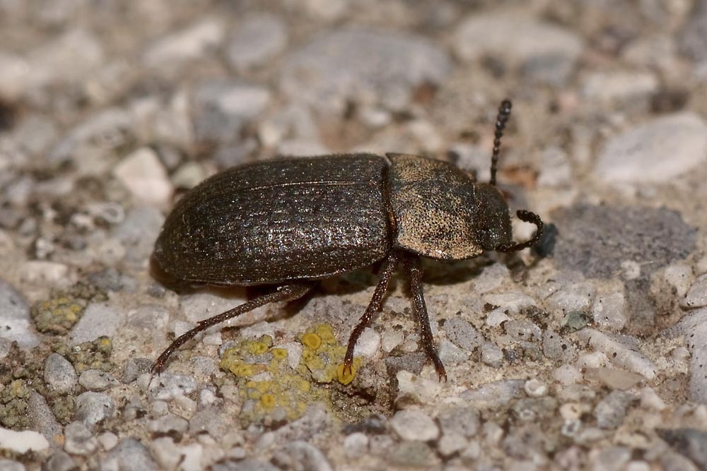 Gonocephalum granulatum nigrum, Tenebrionidae